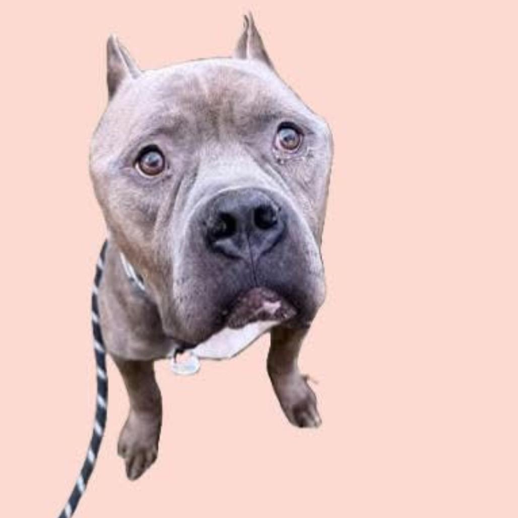 Enlarge Cantaloupe(now Cane), a Adoptable mixed breed in manchester, PA image 6/6