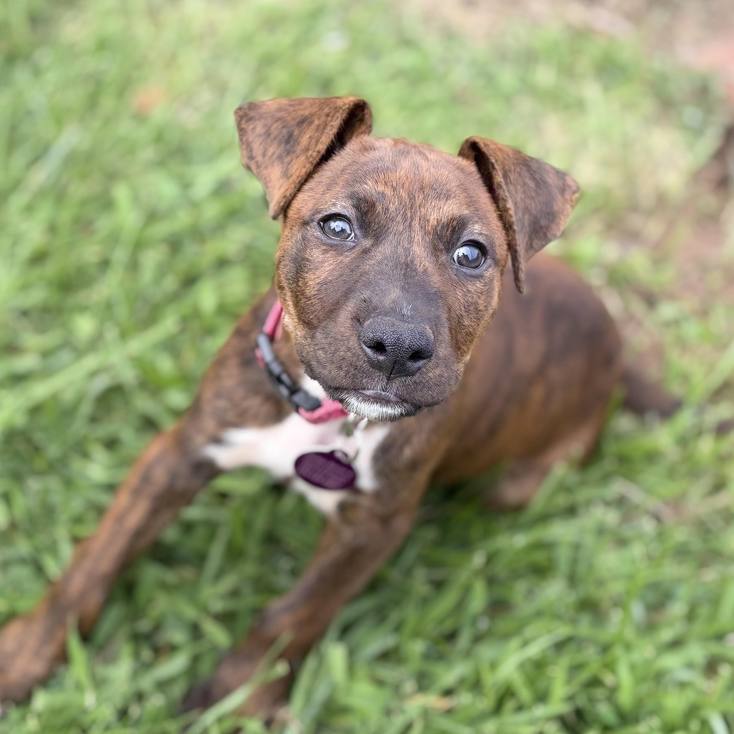 Harley, a Adoptable mixed breed in Greensboro, NC image 2/6