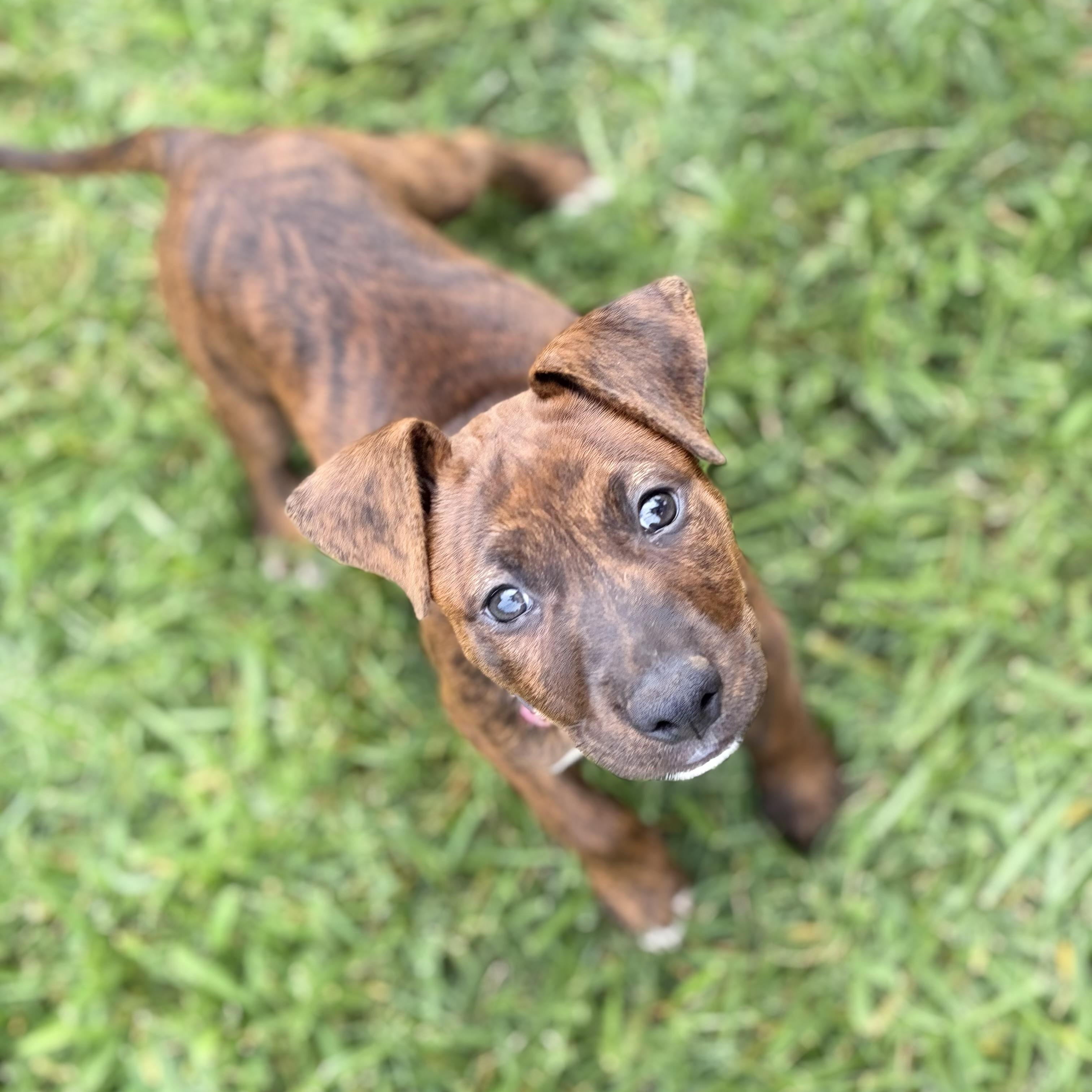 Harley, a Adoptable mixed breed in Greensboro, NC image 5/6