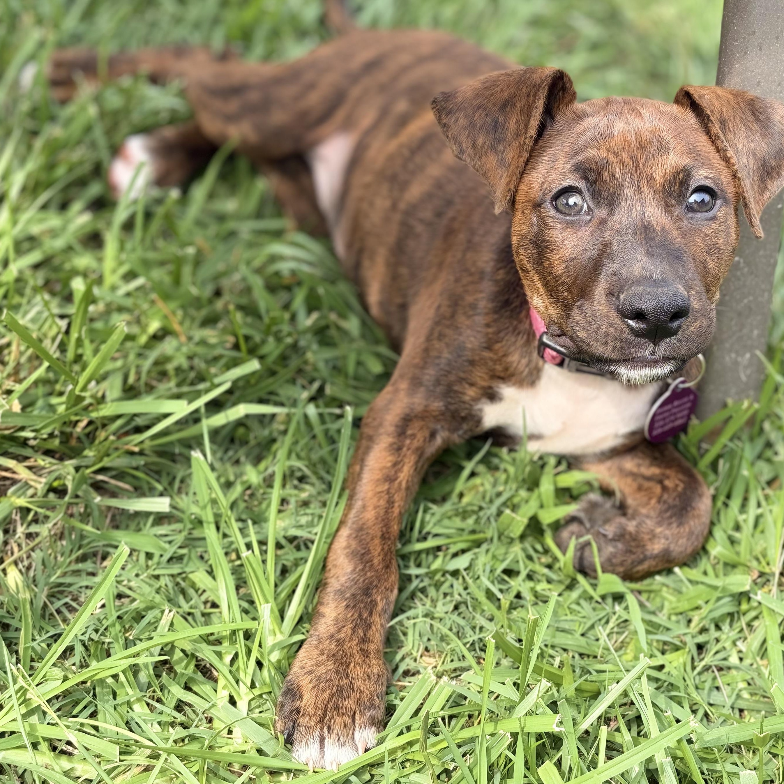 Harley, Adoptable, Puppy Female Labrador Retriever.