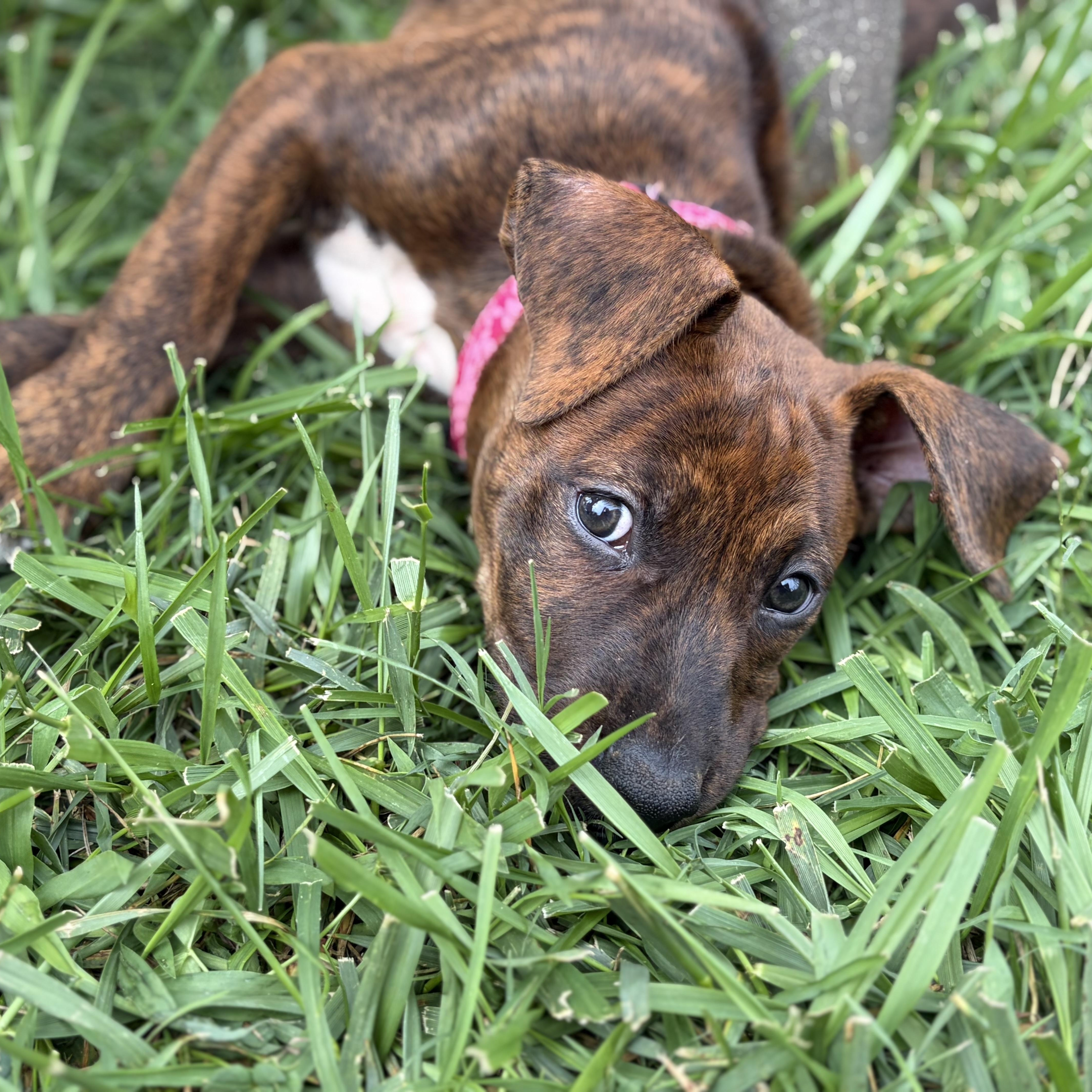Harley, a Adoptable mixed breed in Greensboro, NC image 6/6