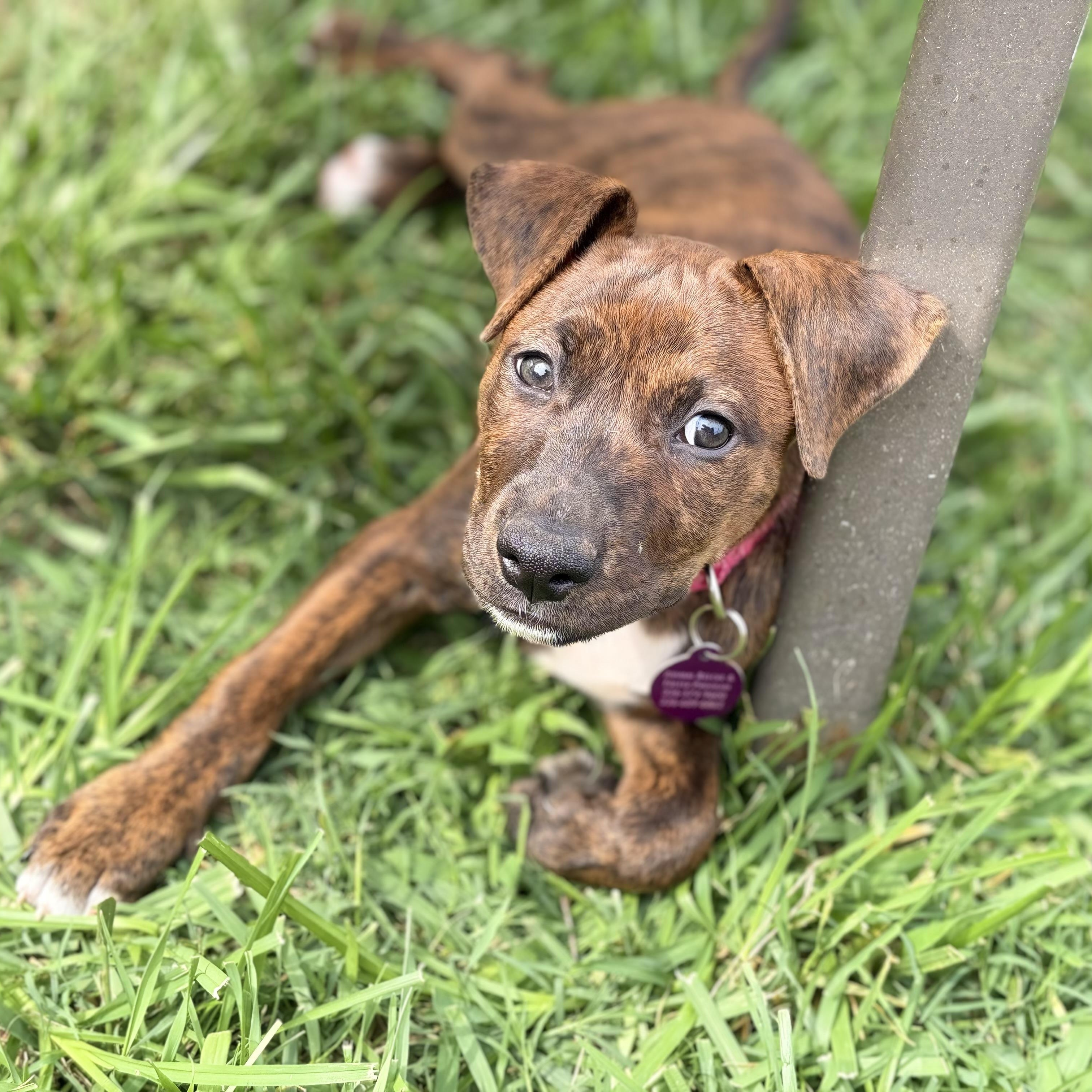 Harley, a Adoptable mixed breed in Greensboro, NC image 4/6