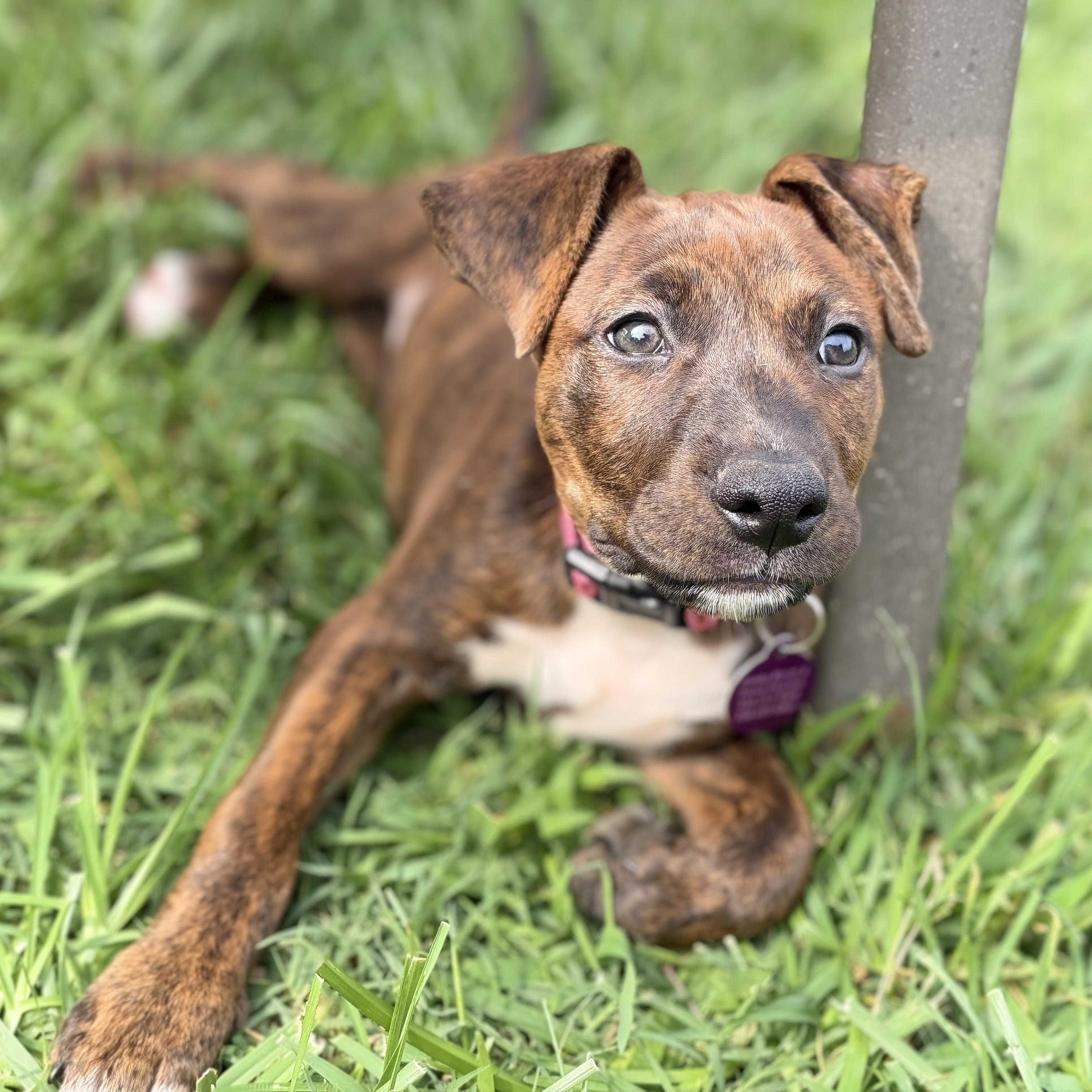 Harley, a Adoptable mixed breed in Greensboro, NC image 3/6