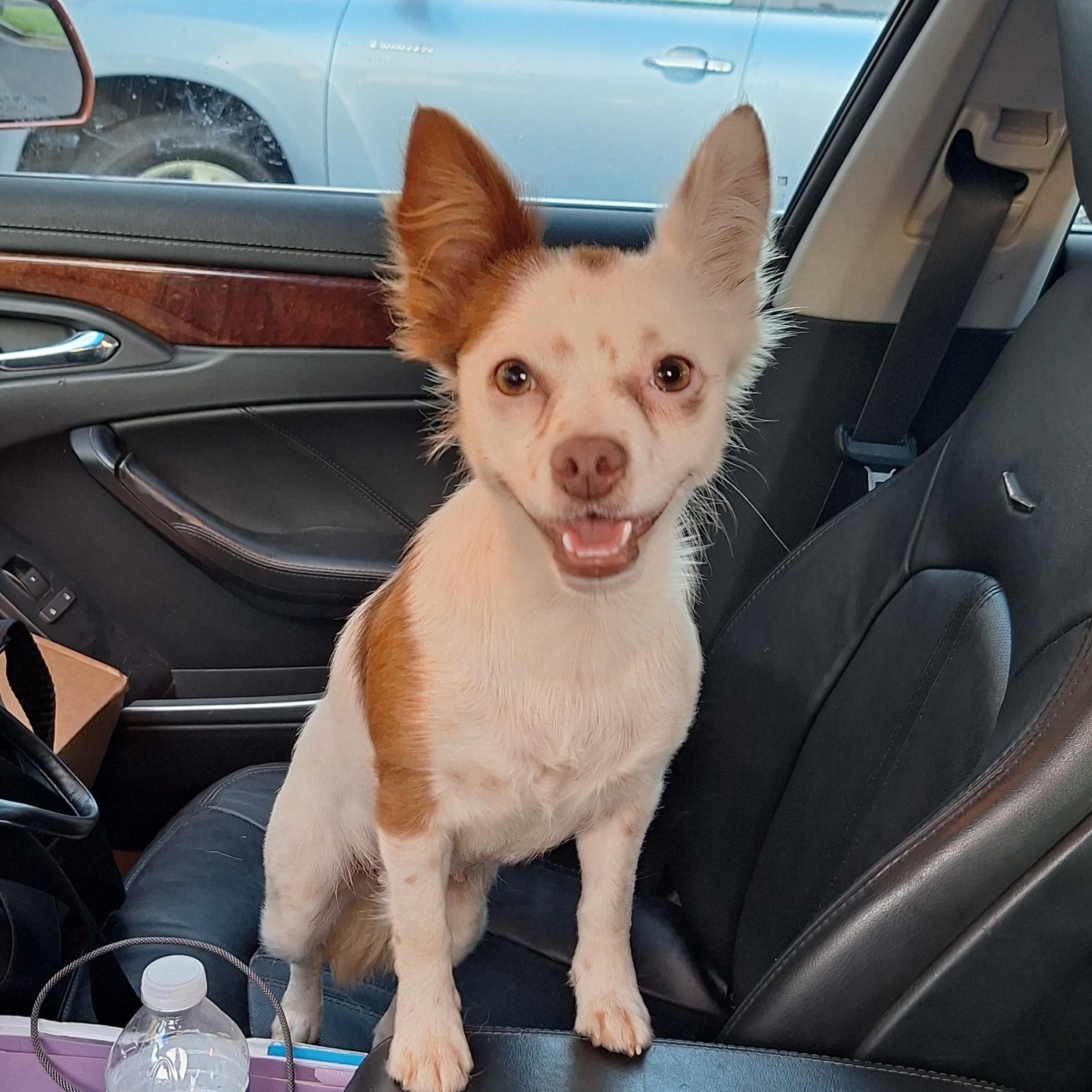 Sky, Adoptable, Young Female Chihuahua.