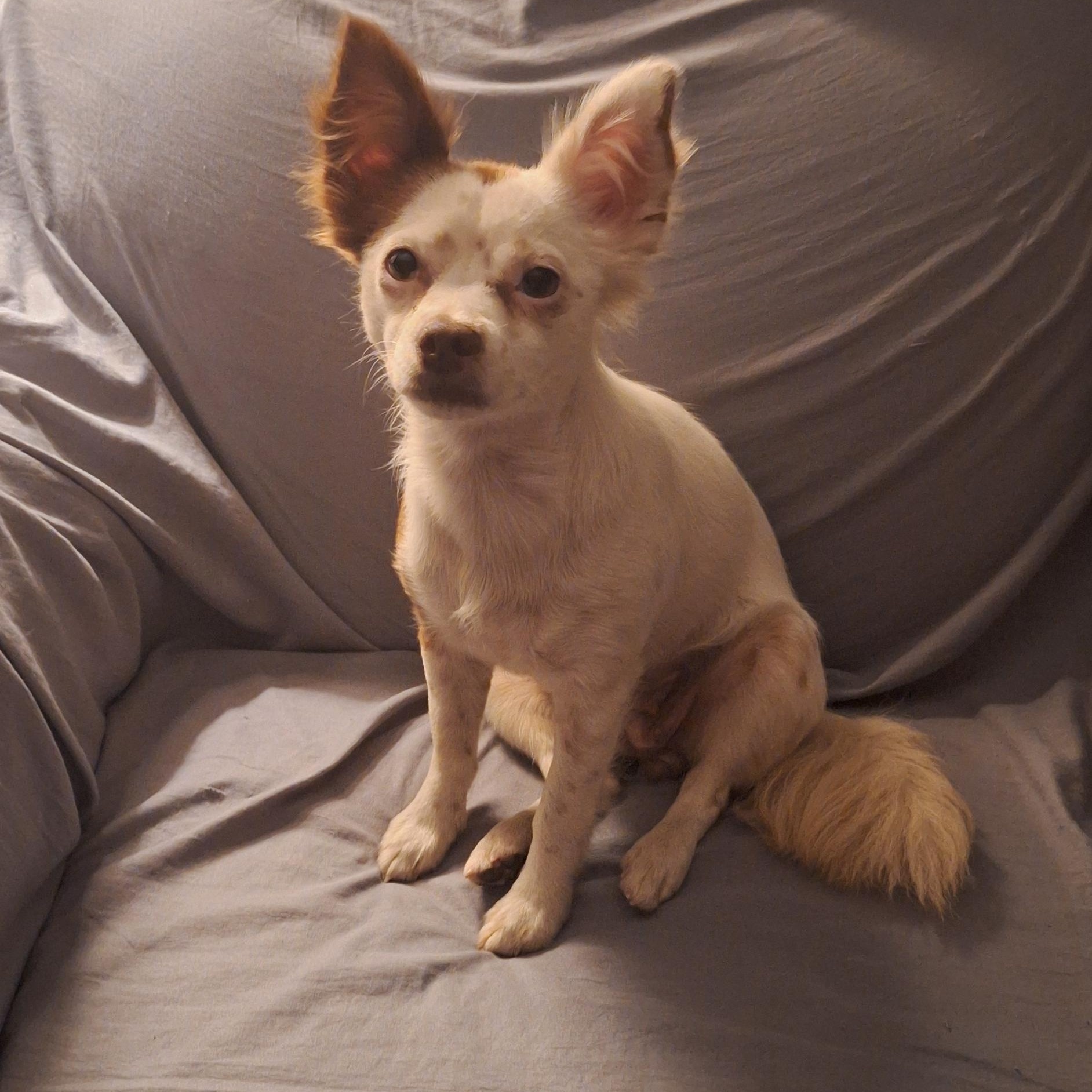 Enlarge Sky, a Adoptable mixed breed in Mobile , AL image 3/6