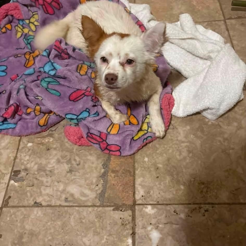 Enlarge Sky, a Adoptable mixed breed in Mobile , AL image 5/6
