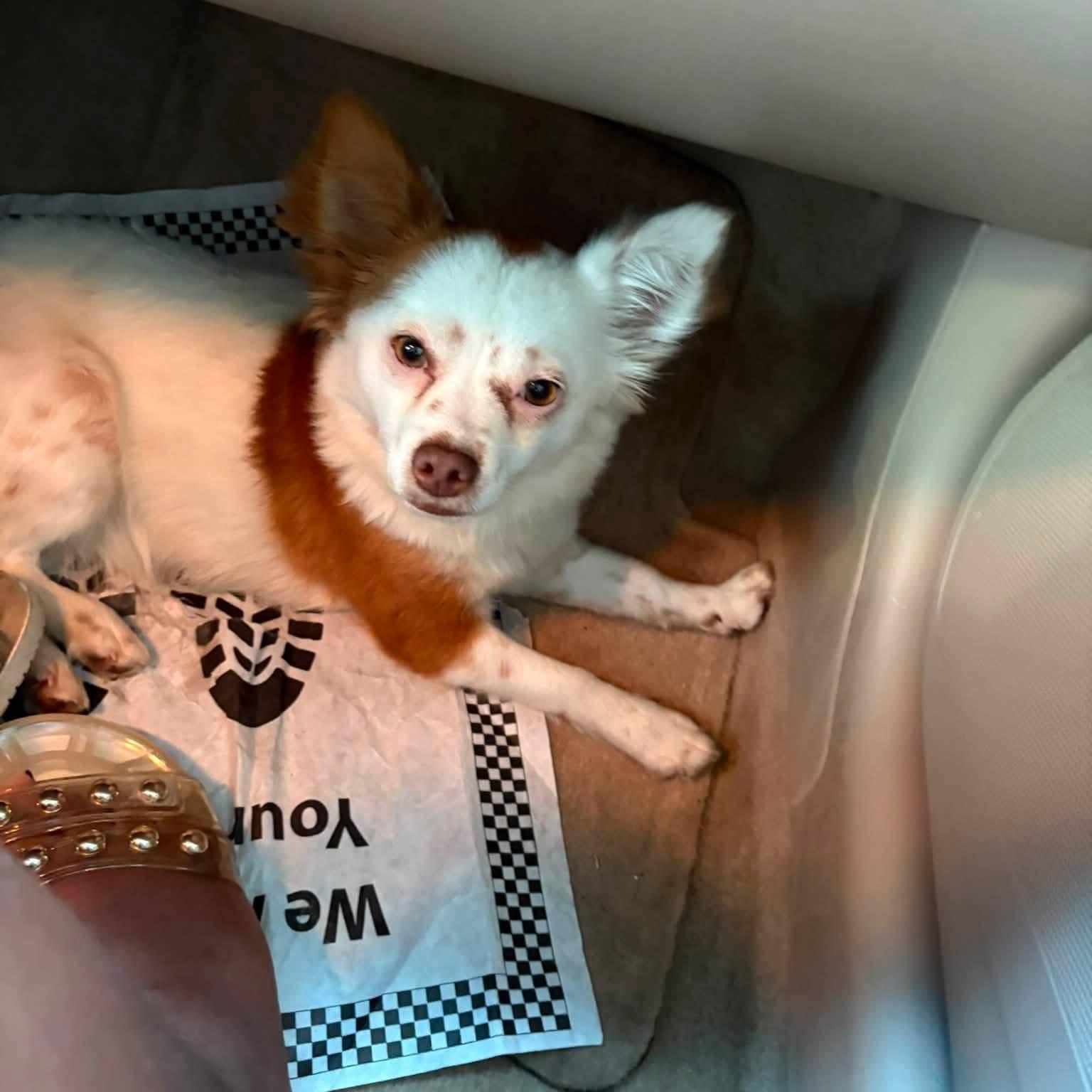 Enlarge Sky, a Adoptable mixed breed in Mobile , AL image 2/6
