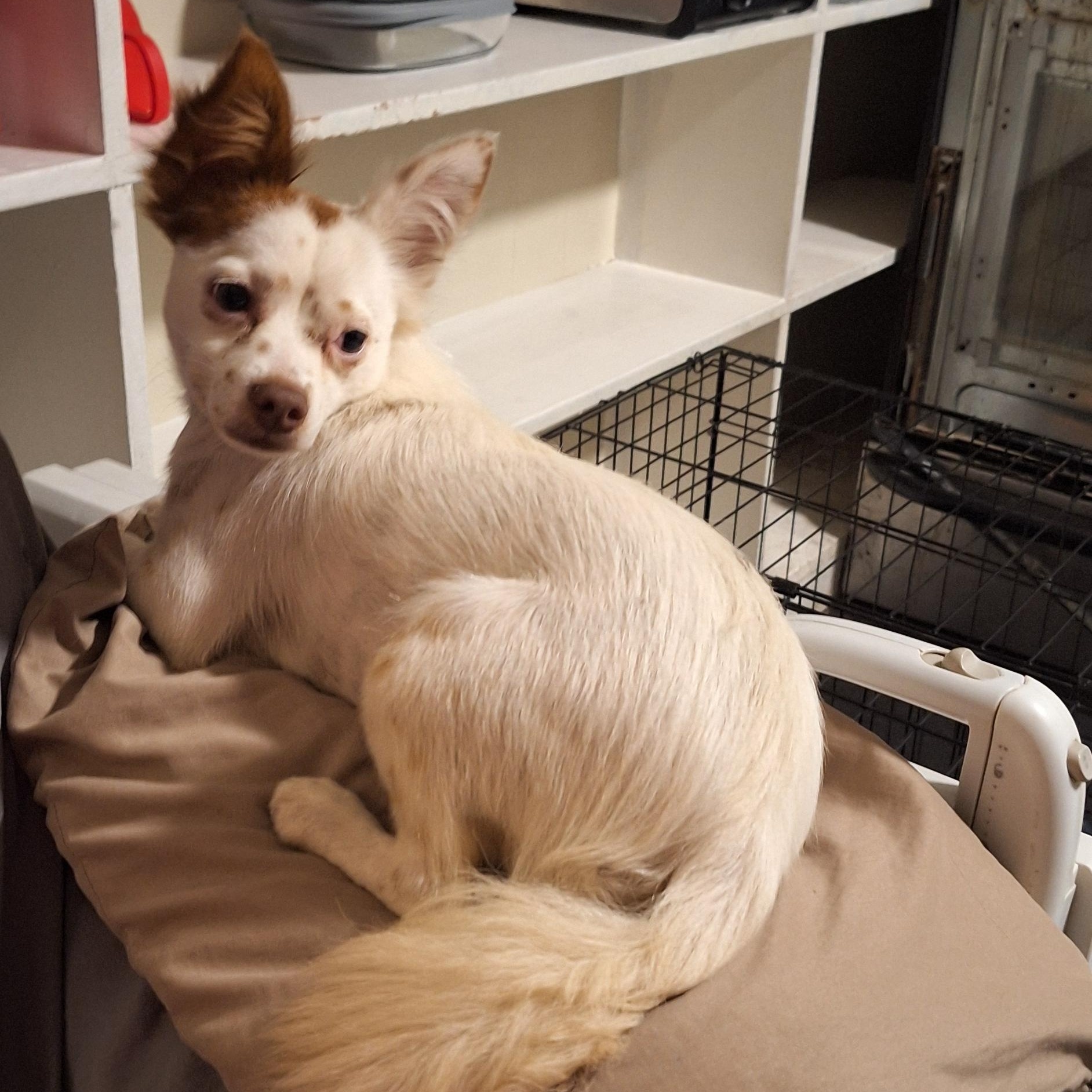 Enlarge Sky, a Adoptable mixed breed in Mobile , AL image 4/6
