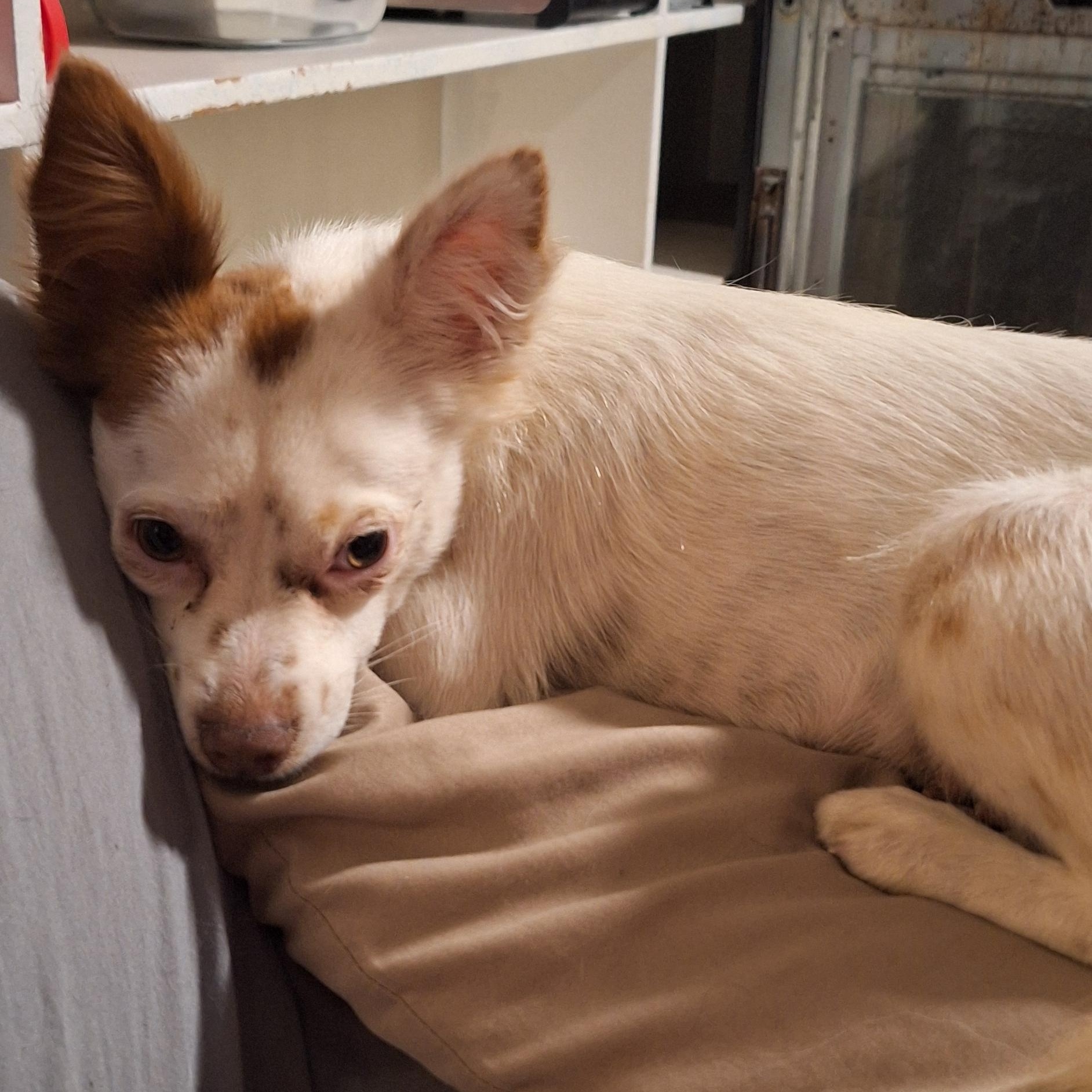 Enlarge Sky, a Adoptable mixed breed in Mobile , AL image 6/6