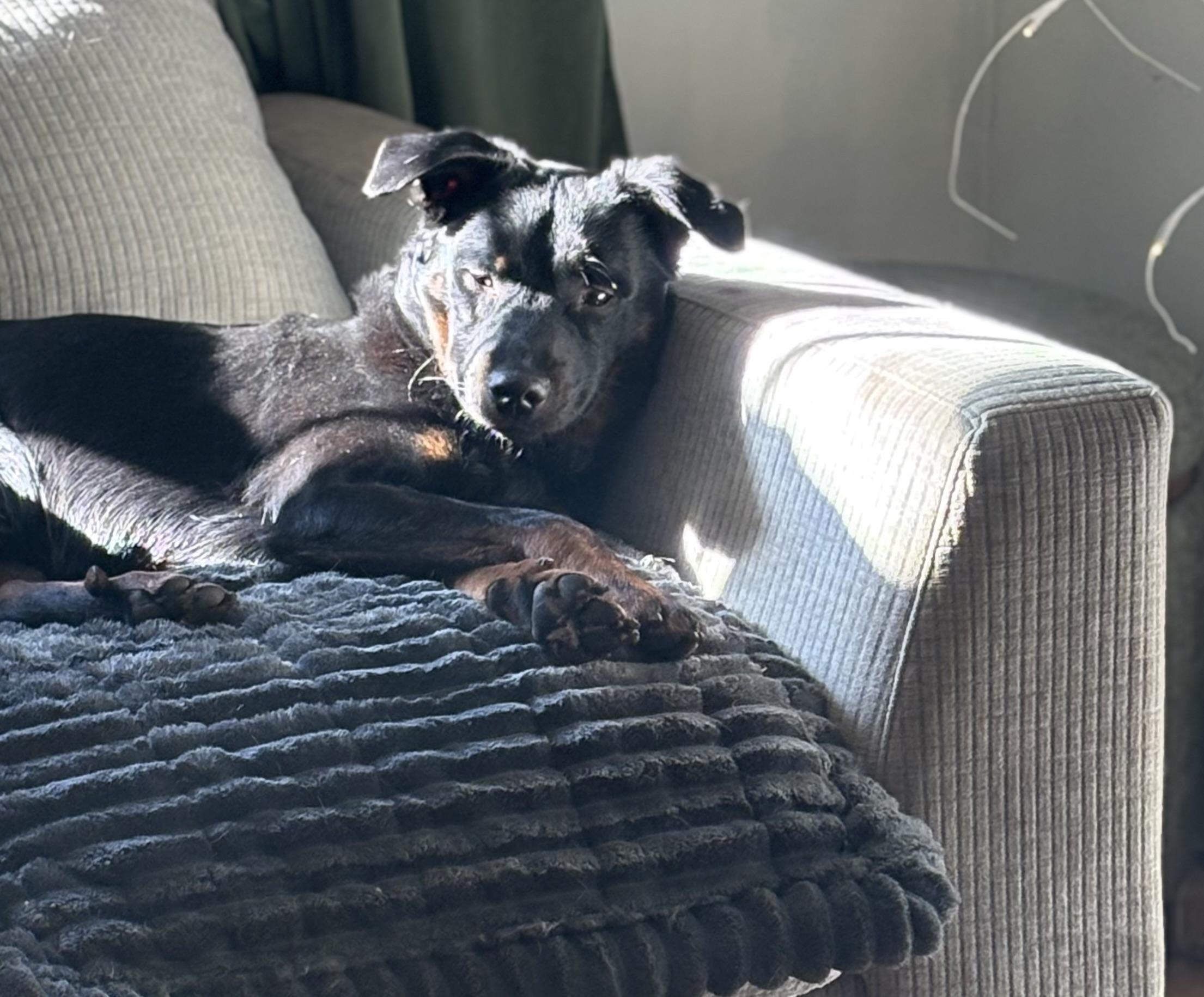 Enlarge Seamus Ronan , a ADOPTABLE mixed breed in Chelmsford, MA image 5/6
