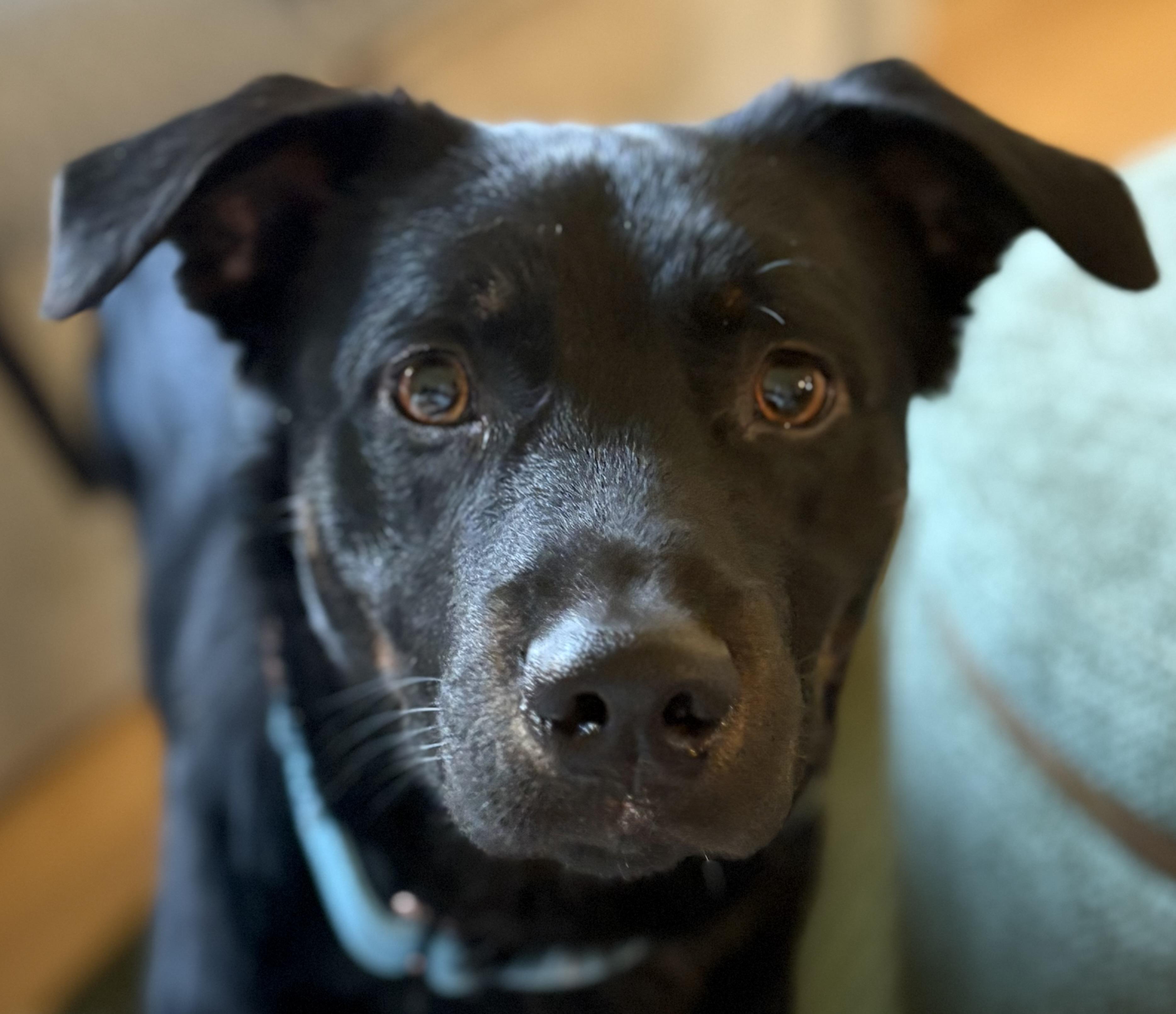 Enlarge Seamus Ronan , a ADOPTABLE mixed breed in Chelmsford, MA image 3/6