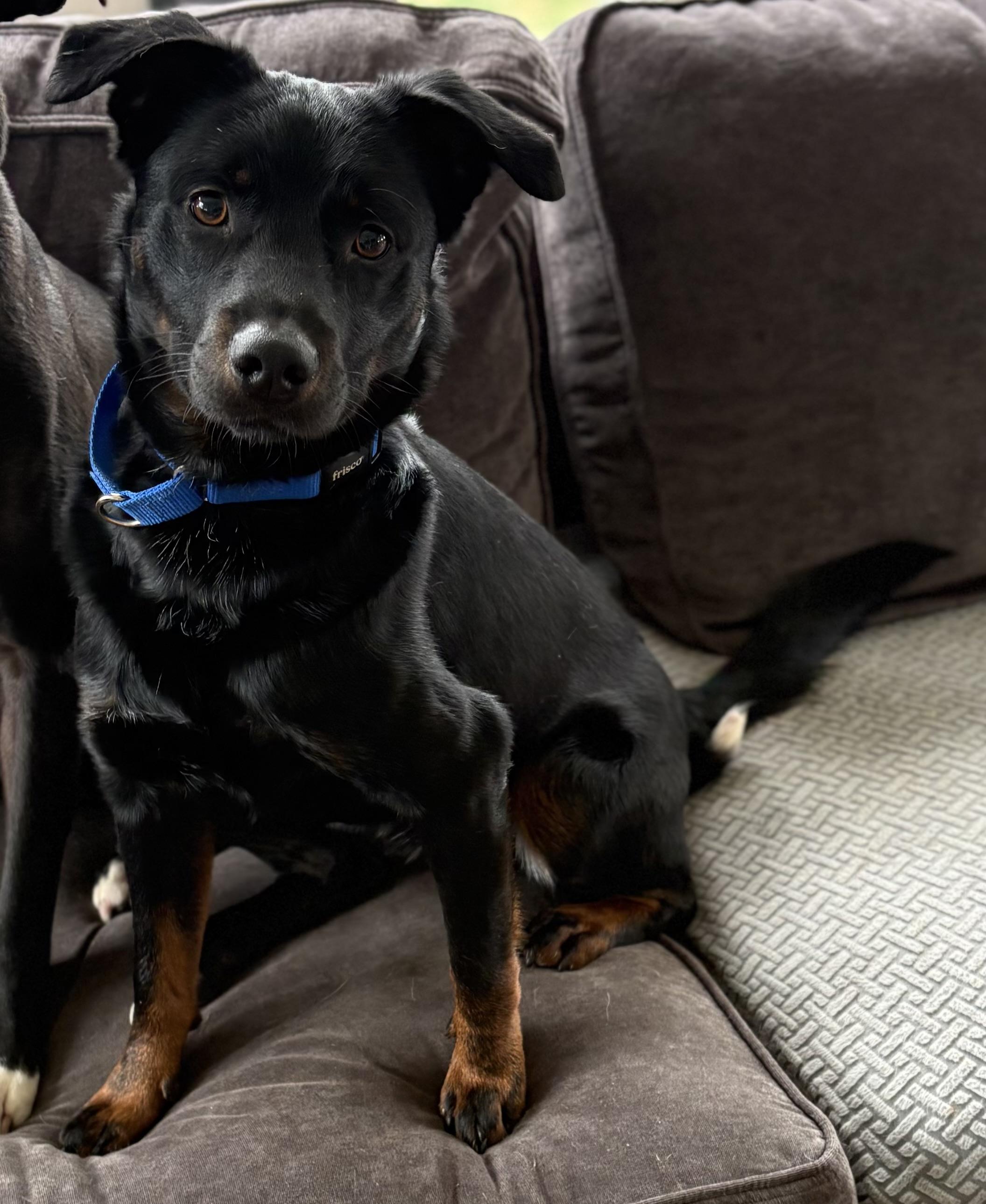 Enlarge Seamus Ronan , a ADOPTABLE mixed breed in Chelmsford, MA image 2/6