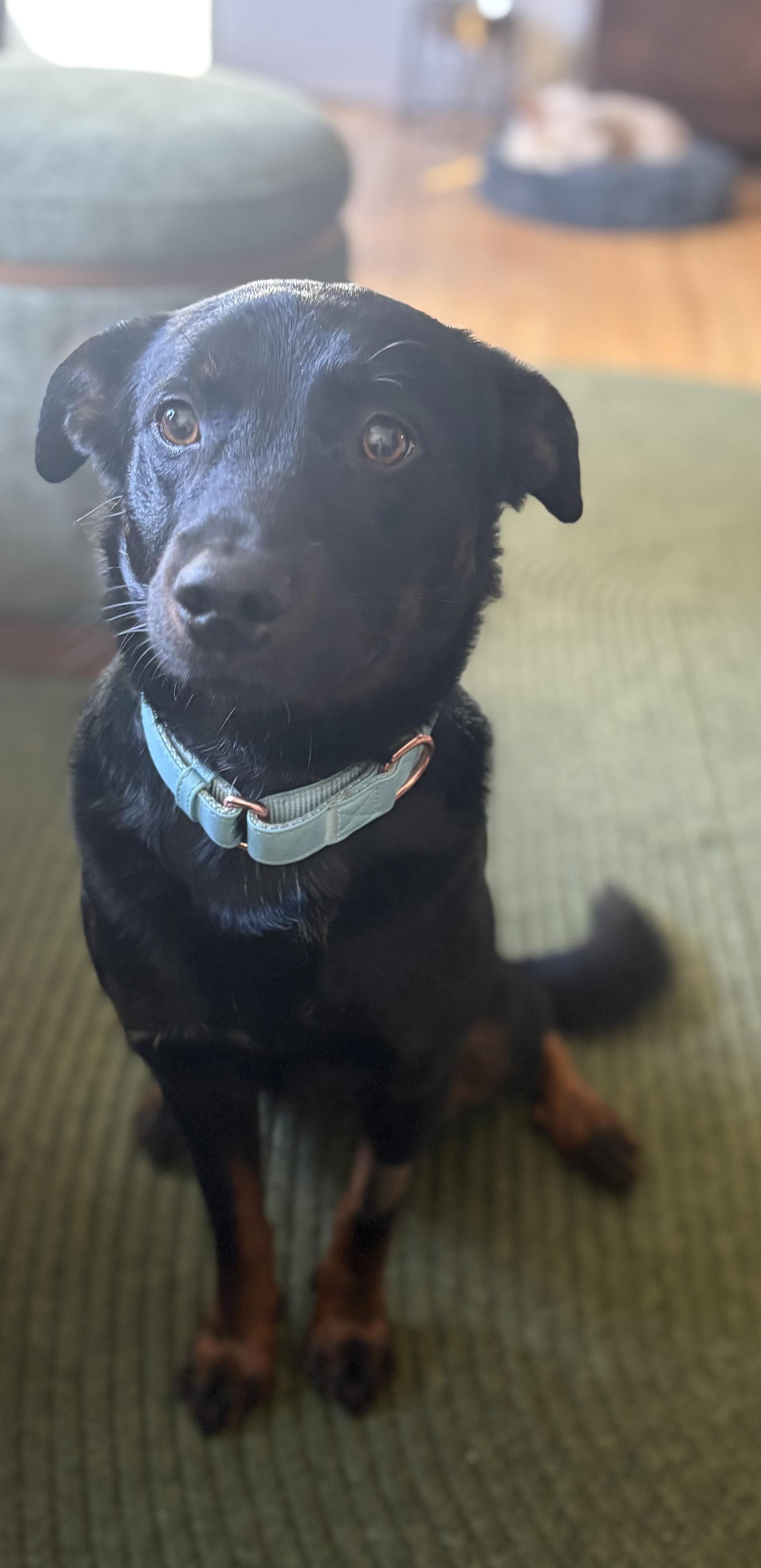 Seamus Ronan , ADOPTABLE, Young Male Mixed Breed.
