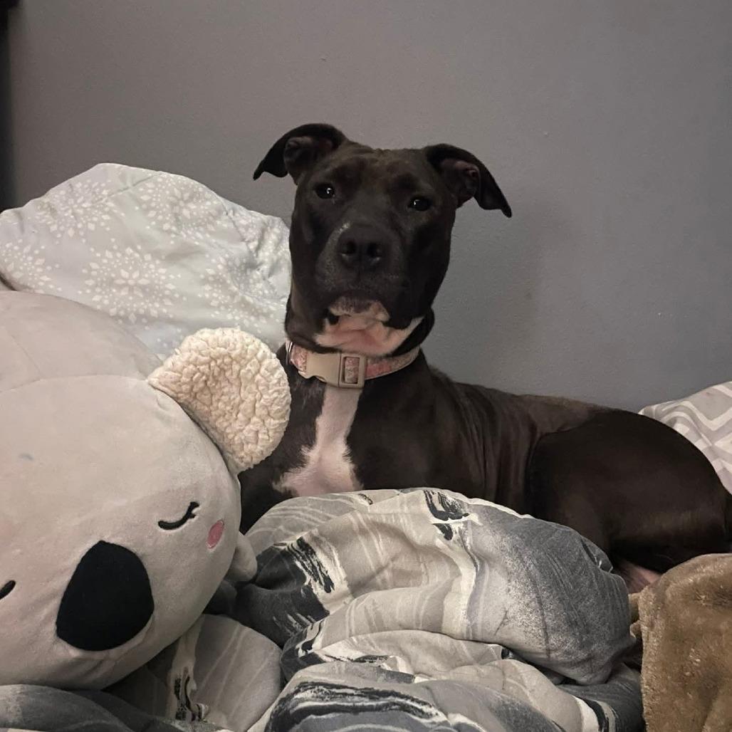 Enlarge Lucy, a Adoptable Pit Bull Terrier in Lima, OH image 1/6