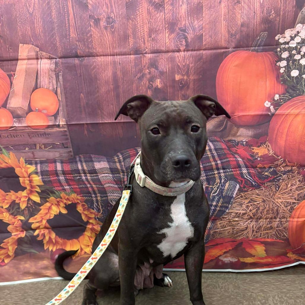 Enlarge Lucy, a Adoptable Pit Bull Terrier in Lima, OH image 2/6