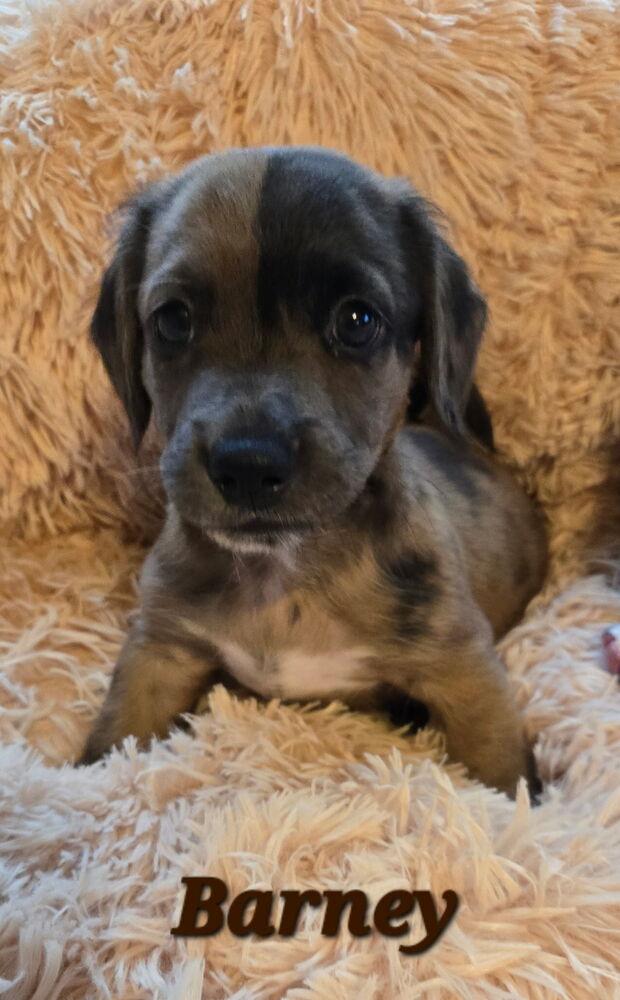 Dawsonre / Barnacle "Barney", a Adopted mixed breed in Broomfield, CO image 1/4
