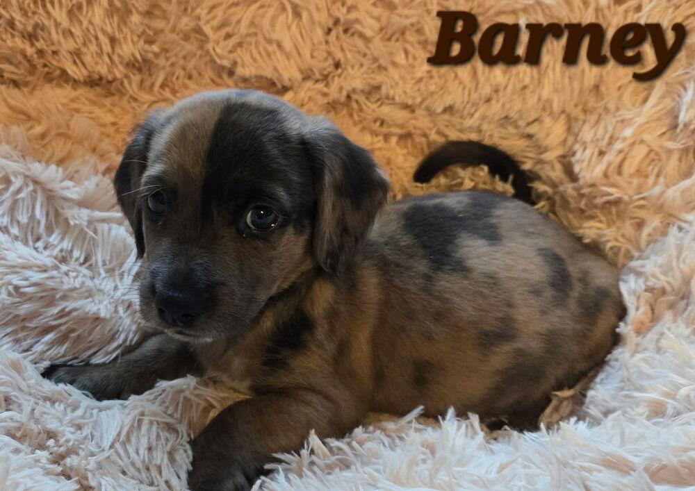 Dawsonre / Barnacle "Barney", a Adopted mixed breed in Broomfield, CO image 2/4