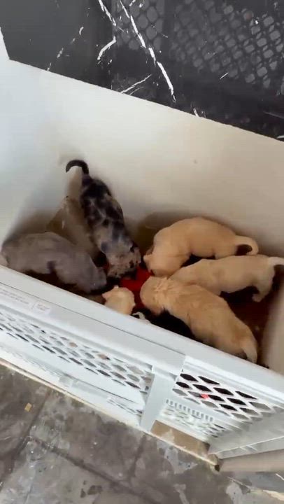 Enlarge Dawsonre / Barnacle "Barney", a Adopted mixed breed in Broomfield, CO video 4/4