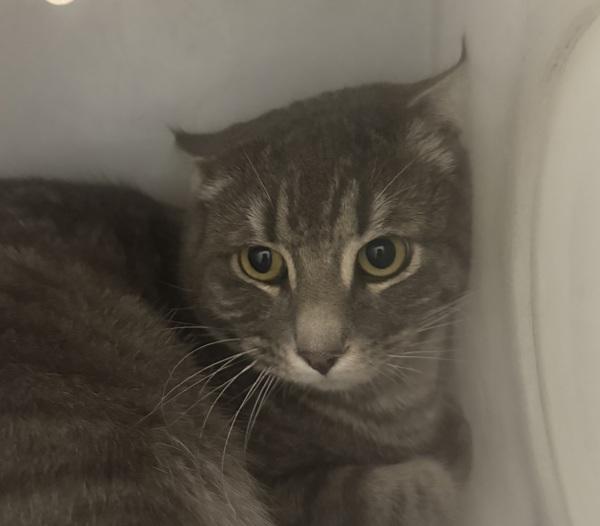 Enlarge Gumball, a Adoptable mixed breed in Golden, CO image 2/3