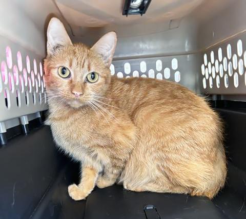 Espresso, adoptable, Young Male Domestic Short Hair.