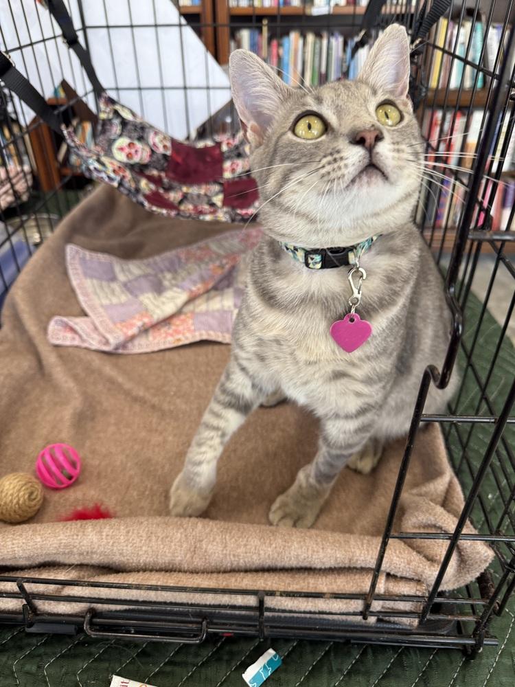 Enlarge D.C., a Adoptable Domestic Short Hair in Saint Augustine, FL image 6/7