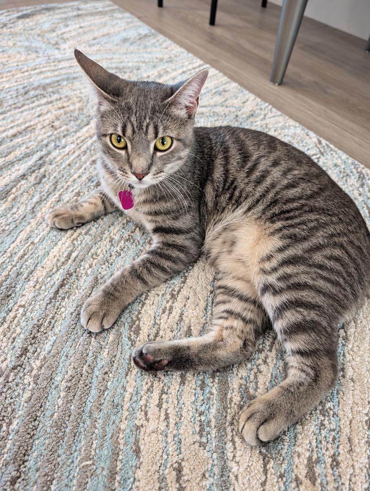 Enlarge D.C., a Adoptable Domestic Short Hair in Saint Augustine, FL image 1/7