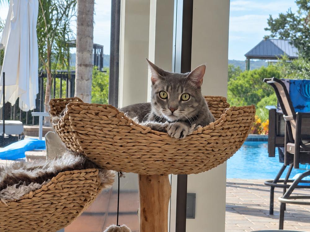 Enlarge D.C., a Adoptable Domestic Short Hair in Saint Augustine, FL image 2/7