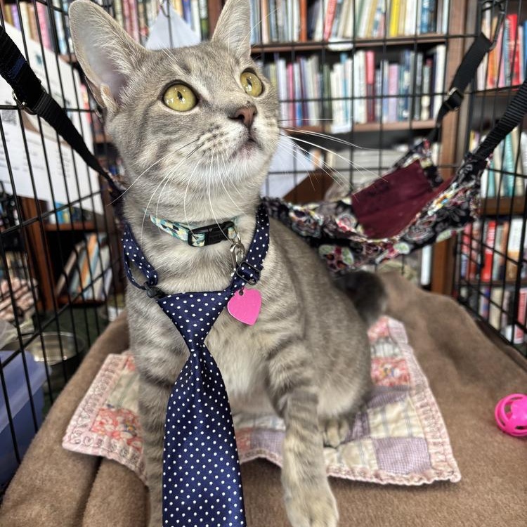 Enlarge D.C., a Adoptable Domestic Short Hair in Saint Augustine, FL image 3/7