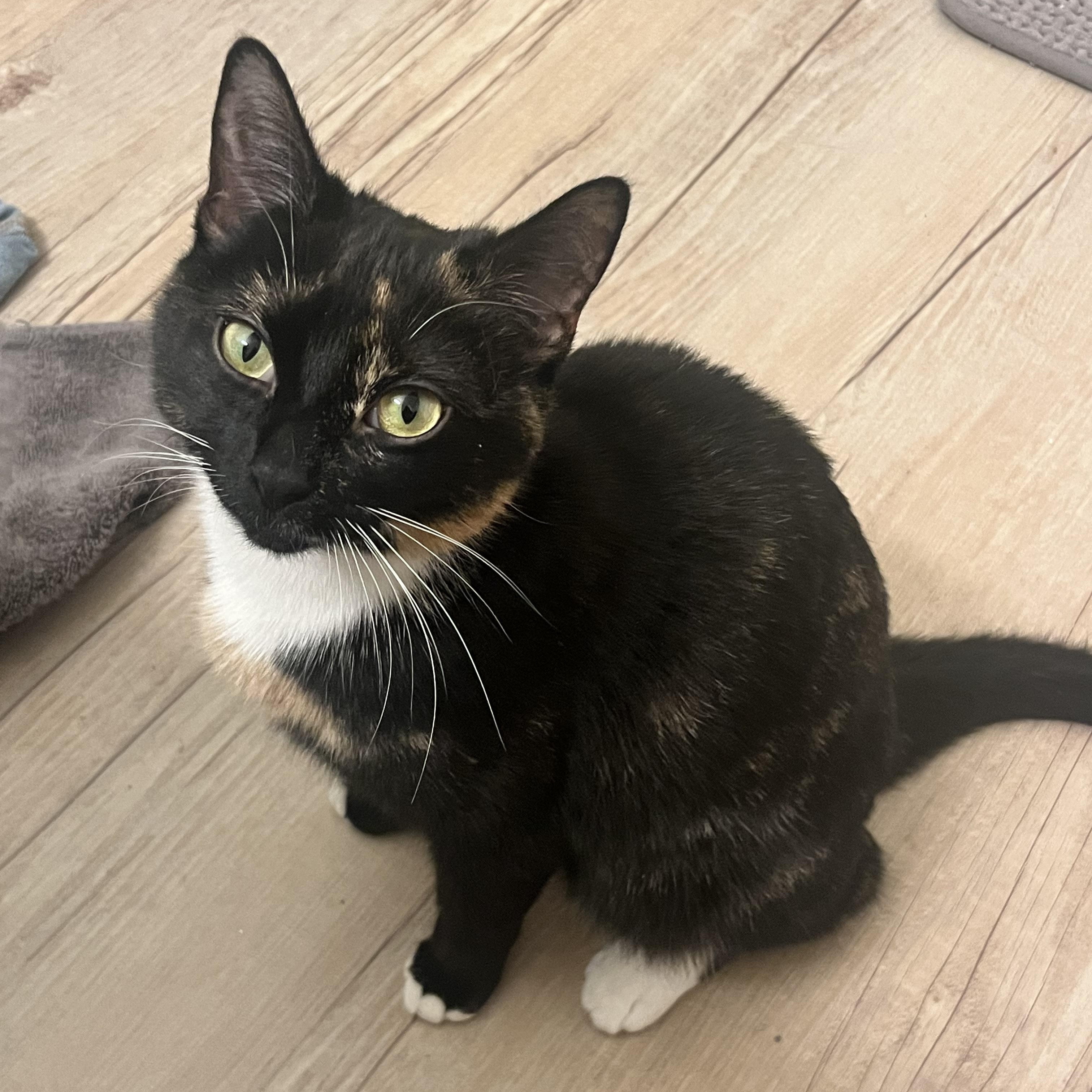 Enlarge Penny, a ADOPTABLE Domestic Short Hair in Bedford, MA image 3/5