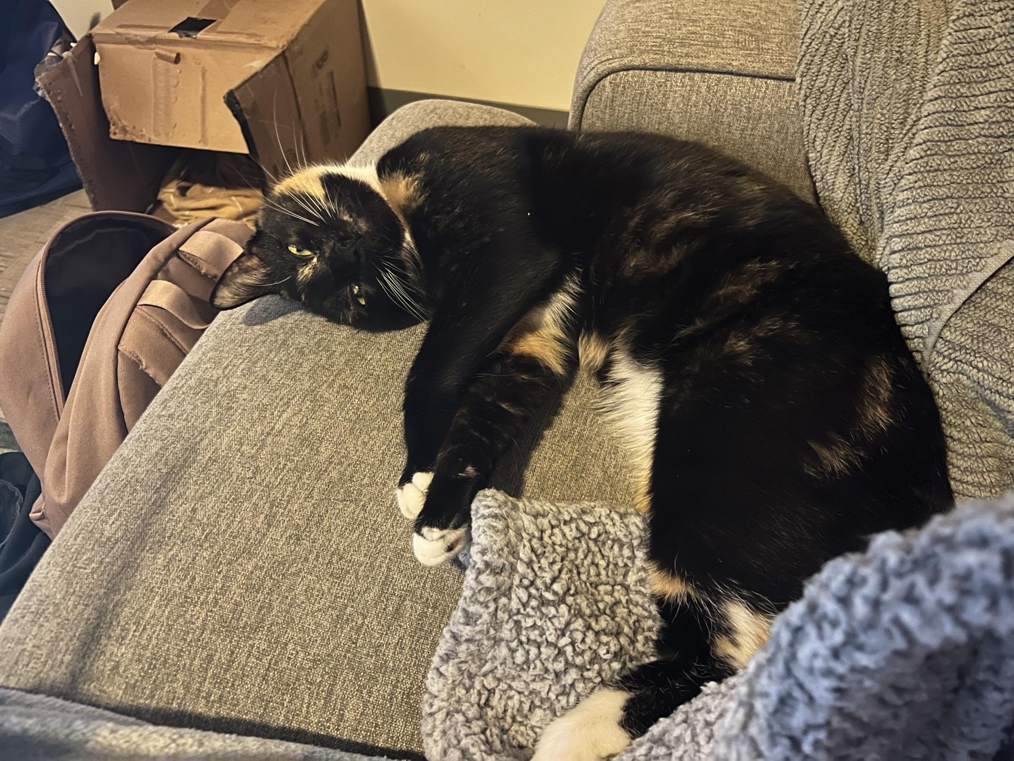 Enlarge Penny, a ADOPTABLE Domestic Short Hair in Bedford, MA image 5/5