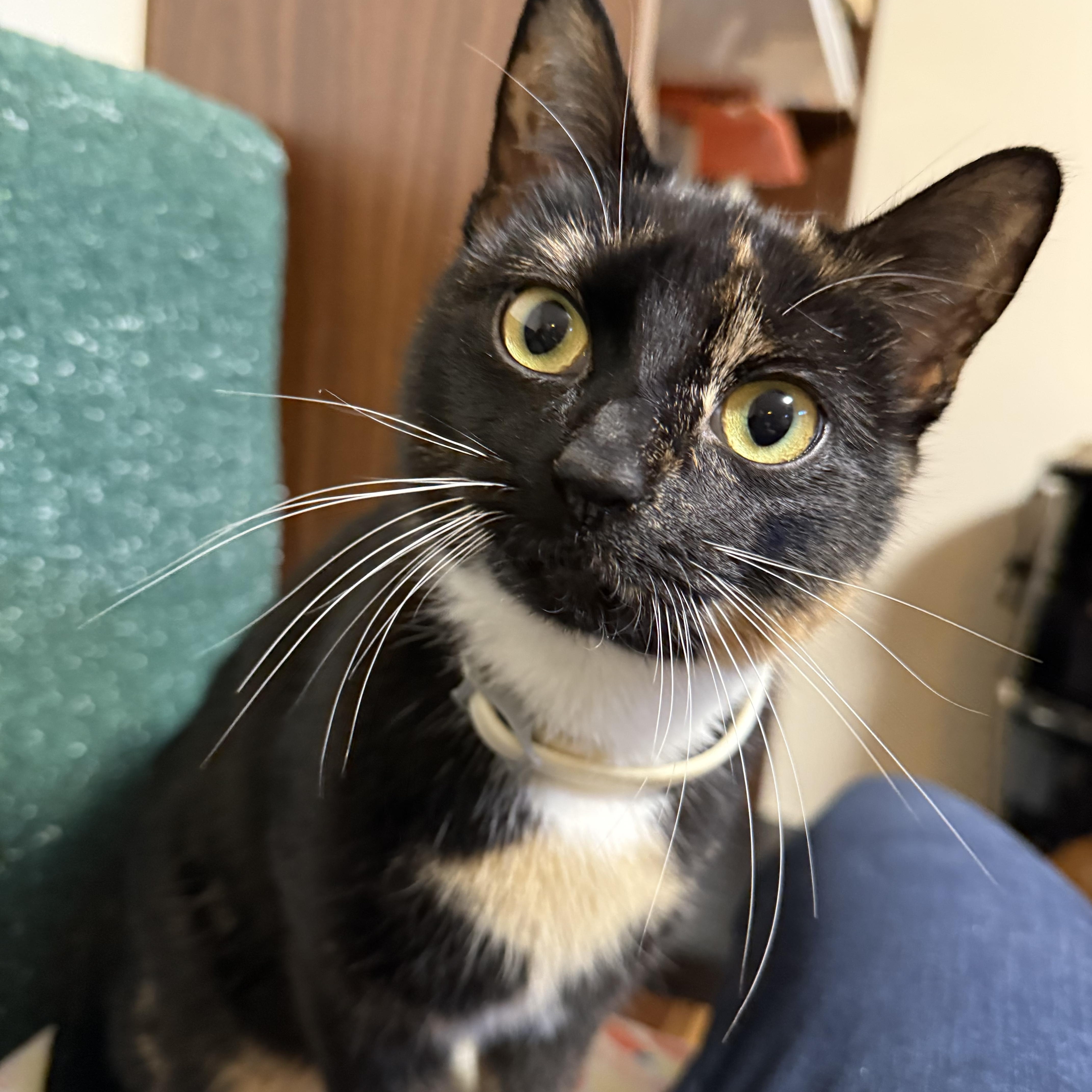 Penny, ADOPTABLE, Young Female Domestic Short Hair.