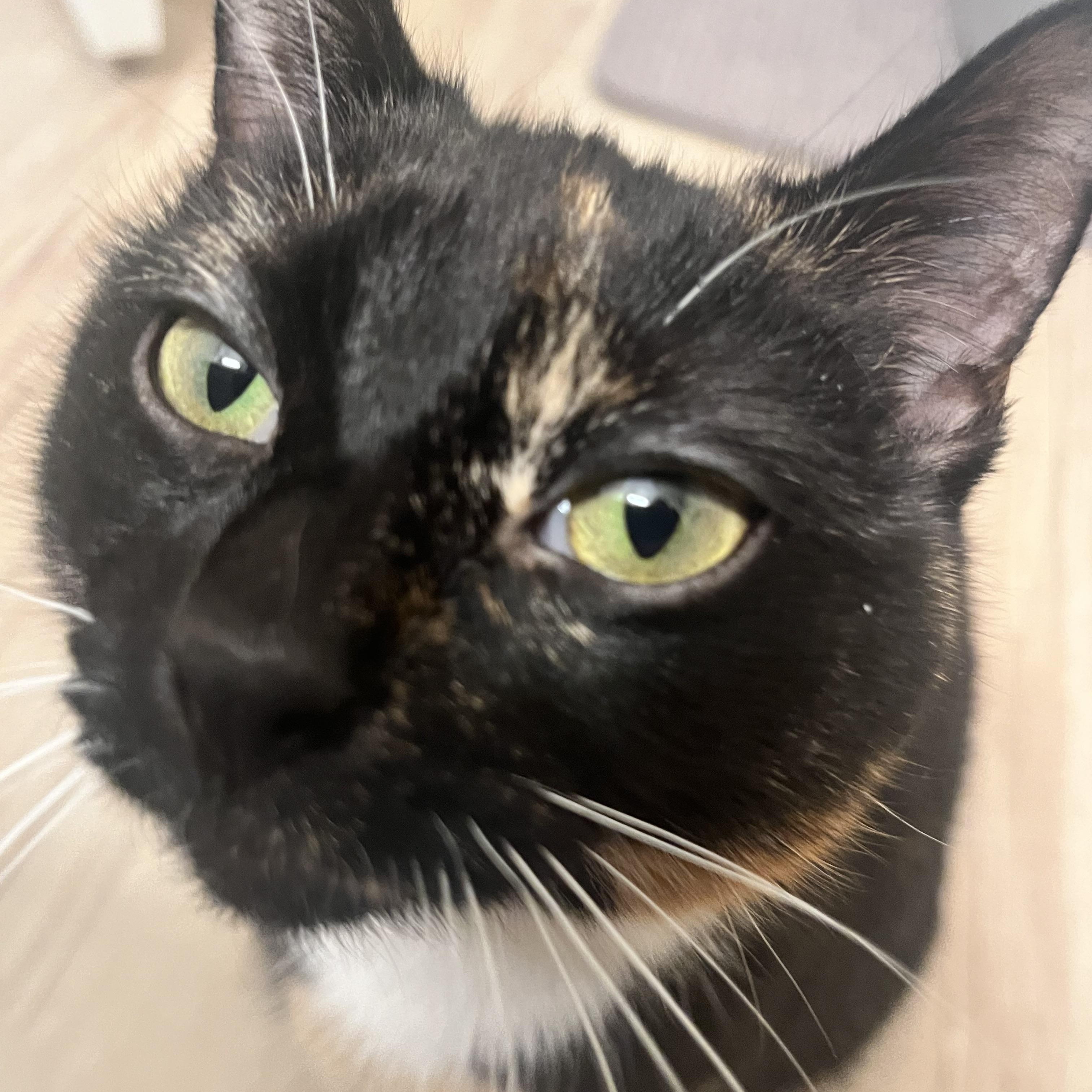 Enlarge Penny, a ADOPTABLE Domestic Short Hair in Bedford, MA image 2/5