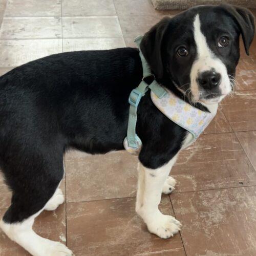 Timber, Adoptable, Young Male Smooth Collie & Australian Shepherd.