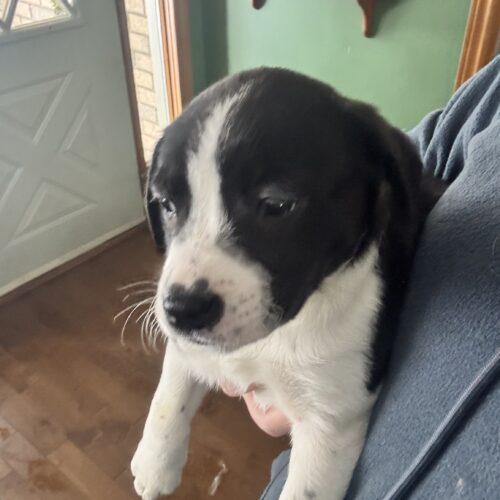 Enlarge Timber, a Adoptable mixed breed in Vienna, ON image 2/5