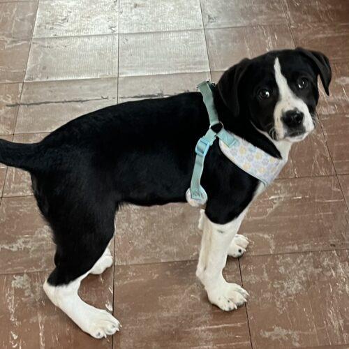 Enlarge Timber, a Adoptable mixed breed in Vienna, ON image 4/5