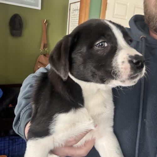 Enlarge Timber, a Adoptable mixed breed in Vienna, ON image 5/5