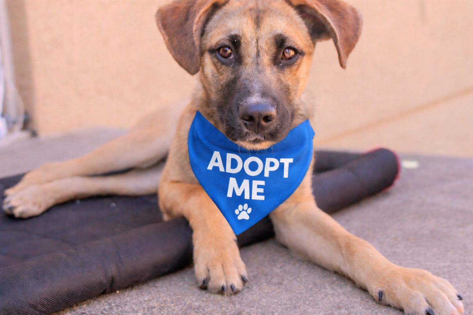 Noah , a ADOPTABLE mixed breed in Valley Village, CA image 1/5