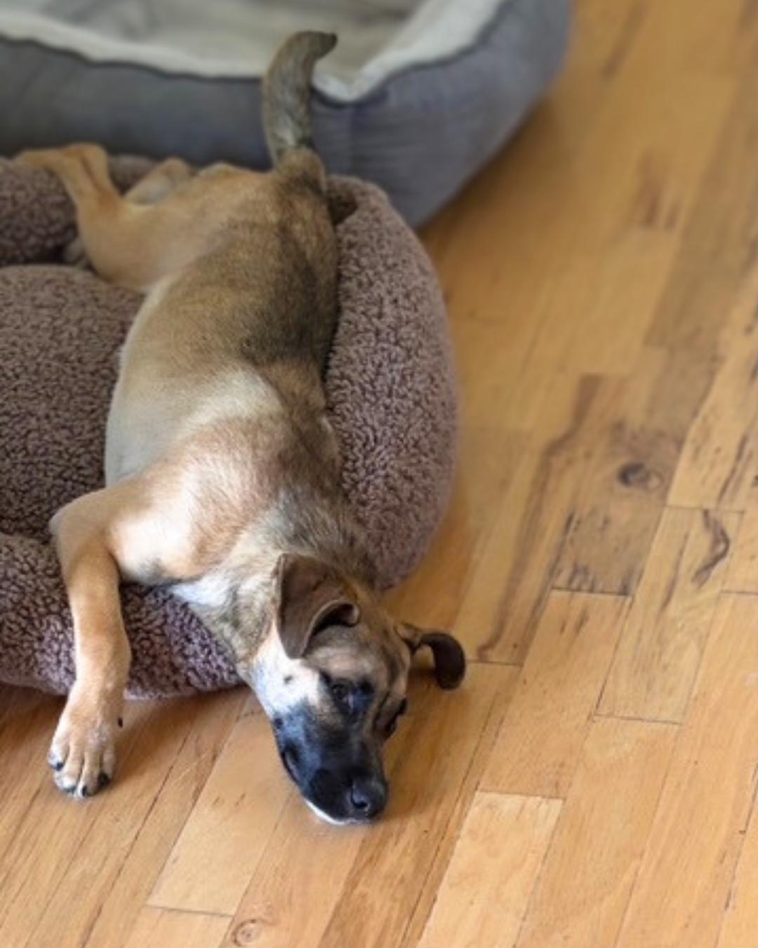 Noah , a ADOPTABLE mixed breed in Valley Village, CA image 4/5