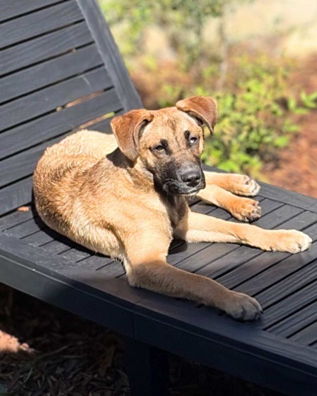 Noah , a ADOPTABLE mixed breed in Valley Village, CA image 5/5