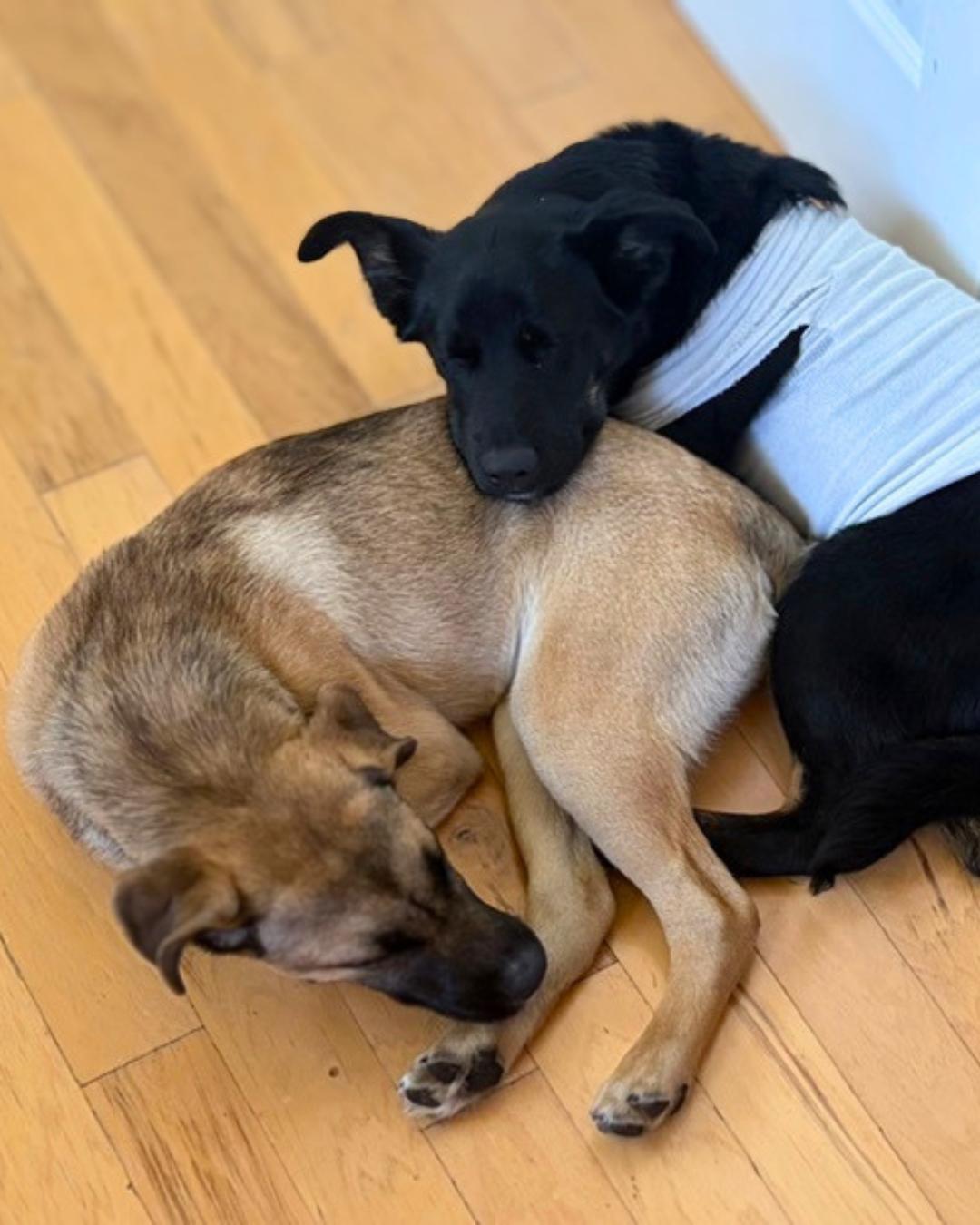 Noah , a ADOPTABLE mixed breed in Valley Village, CA image 2/5