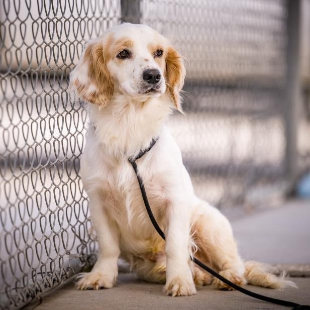 MARSHMALLOW, adopted, Adult Male Cocker Spaniel.