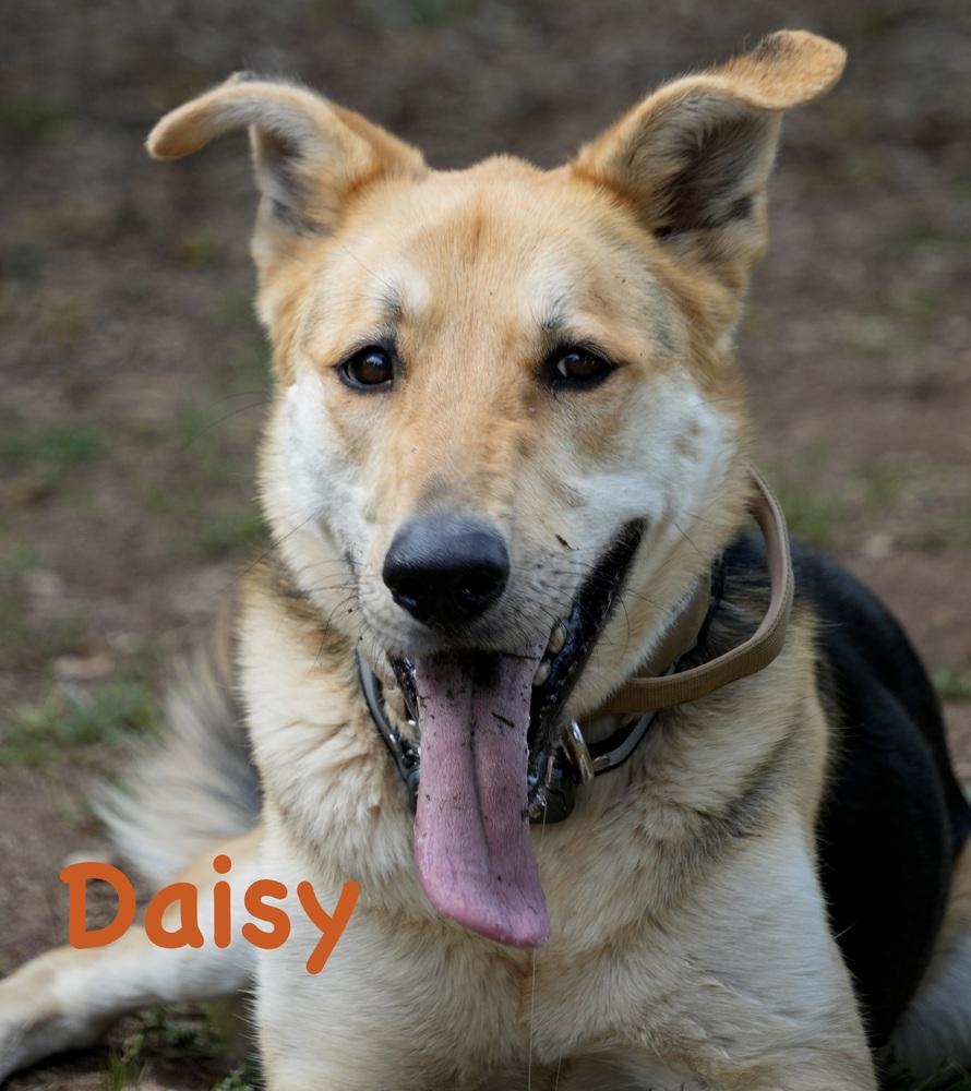 Daisy, Adoptable, Adult Female Shepherd.