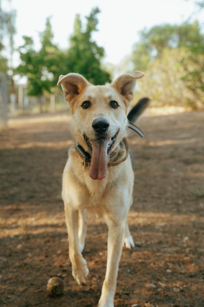 Enlarge Daisy, a Adoptable mixed breed in Bonita, CA image 2/6