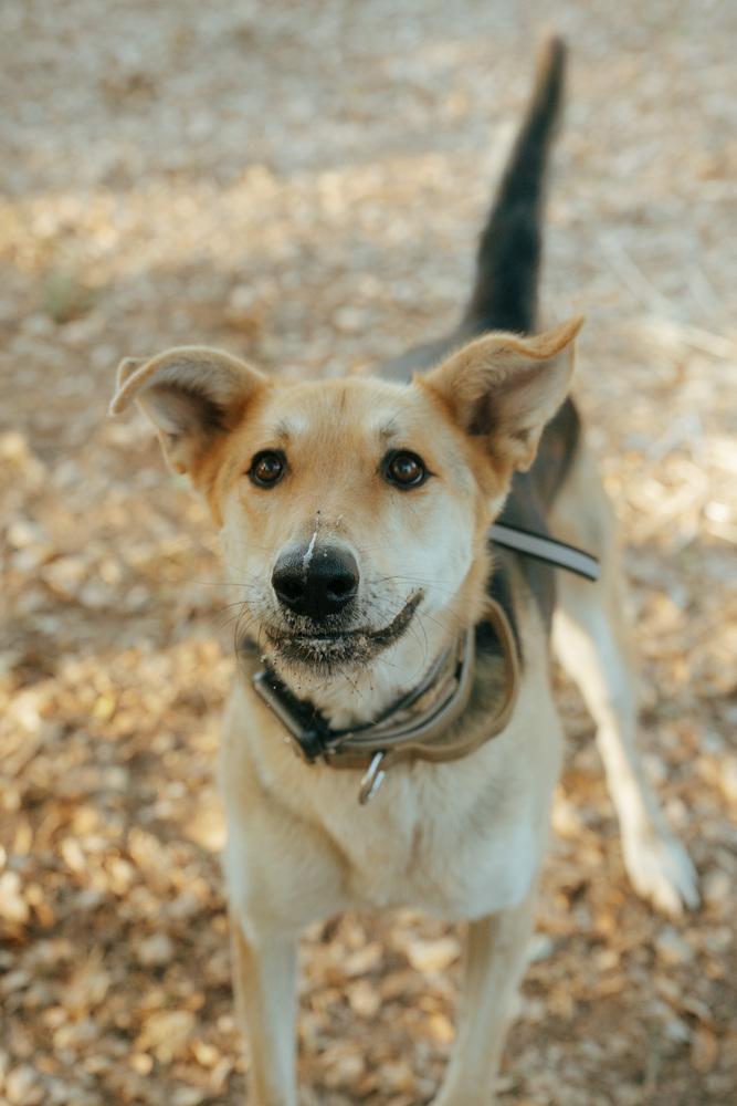 Enlarge Daisy, a Adoptable mixed breed in Bonita, CA image 3/6