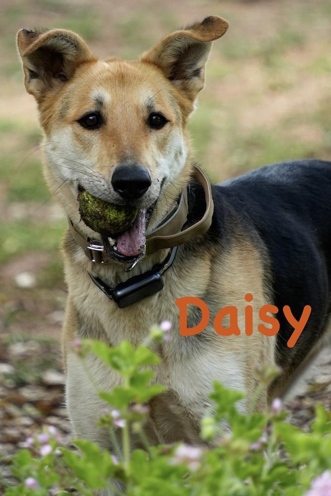 Enlarge Daisy, a Adoptable mixed breed in Bonita, CA image 4/6