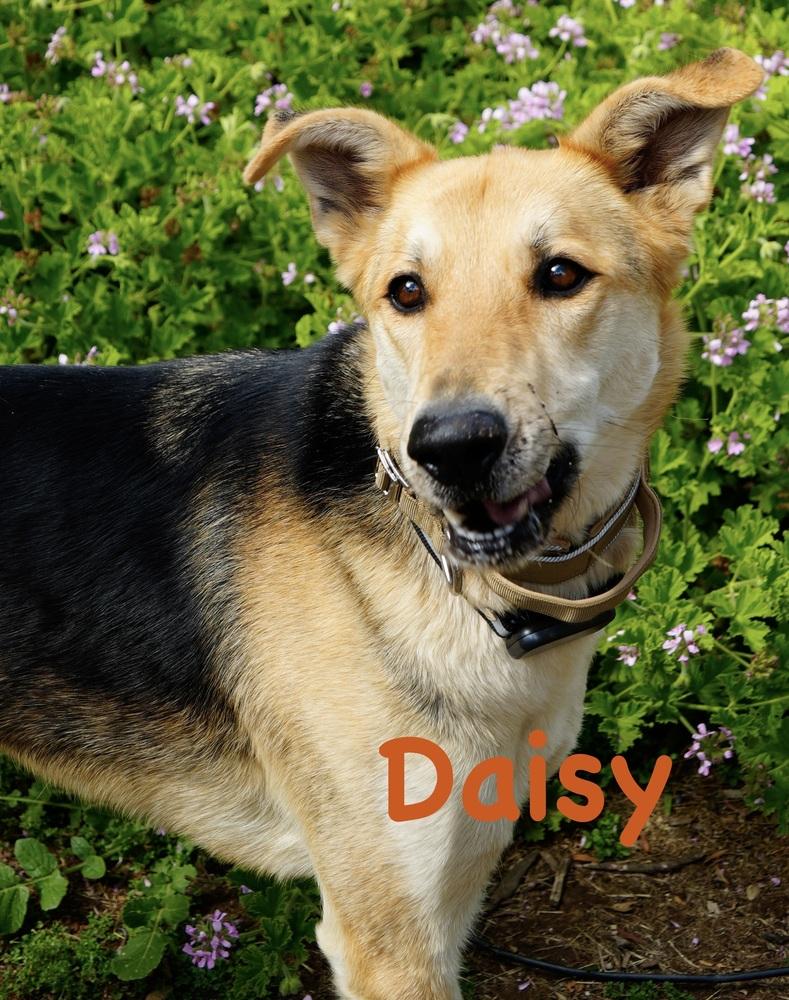 Enlarge Daisy, a Adoptable mixed breed in Bonita, CA image 5/6