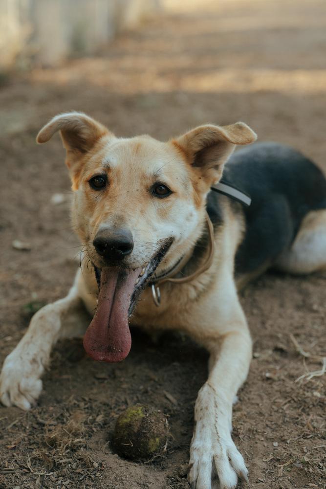Enlarge Daisy, a Adoptable mixed breed in Bonita, CA image 6/6