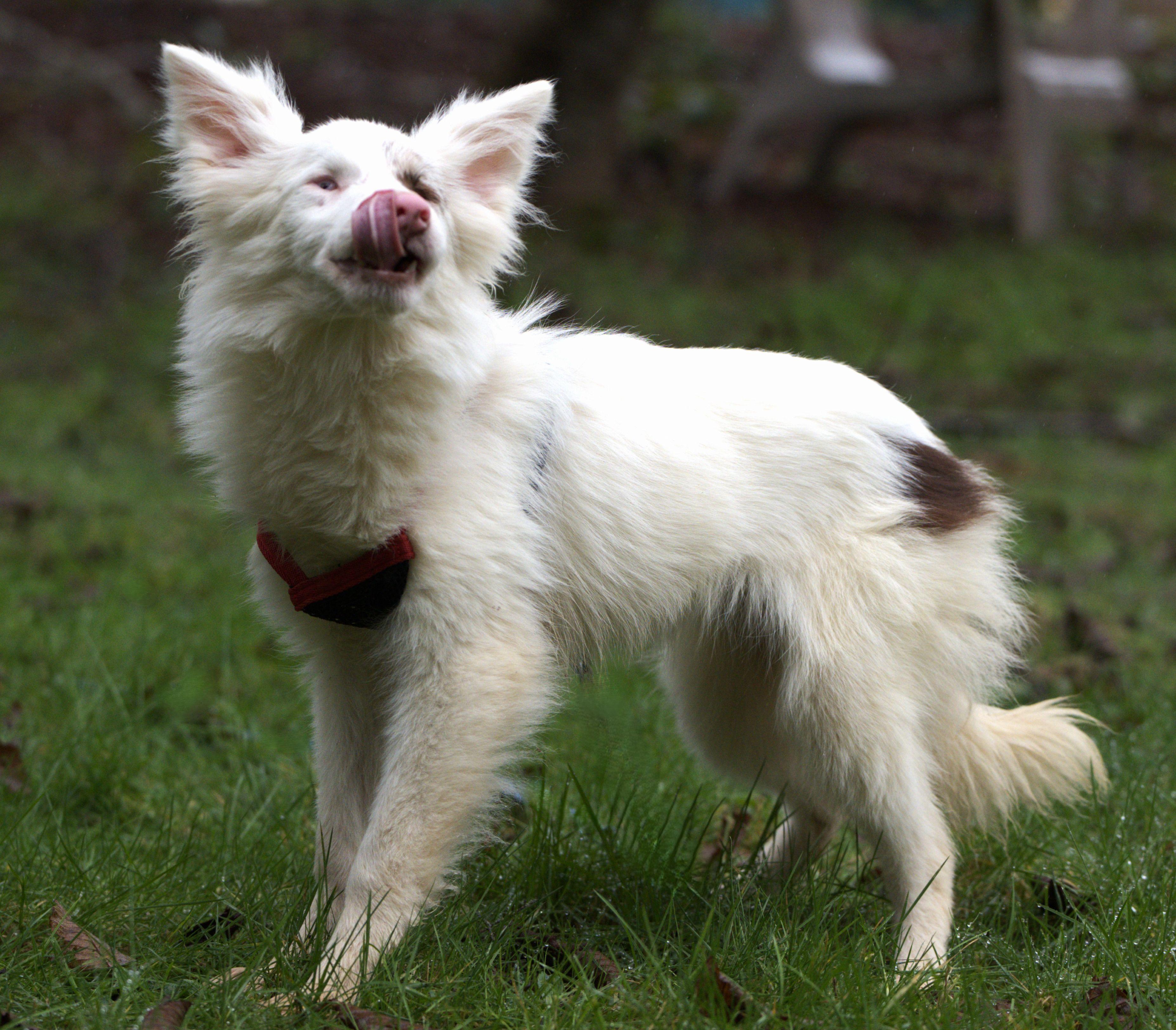 Zuko, a Adoptable Australian Shepherd in Hoquiam, WA image 2/6