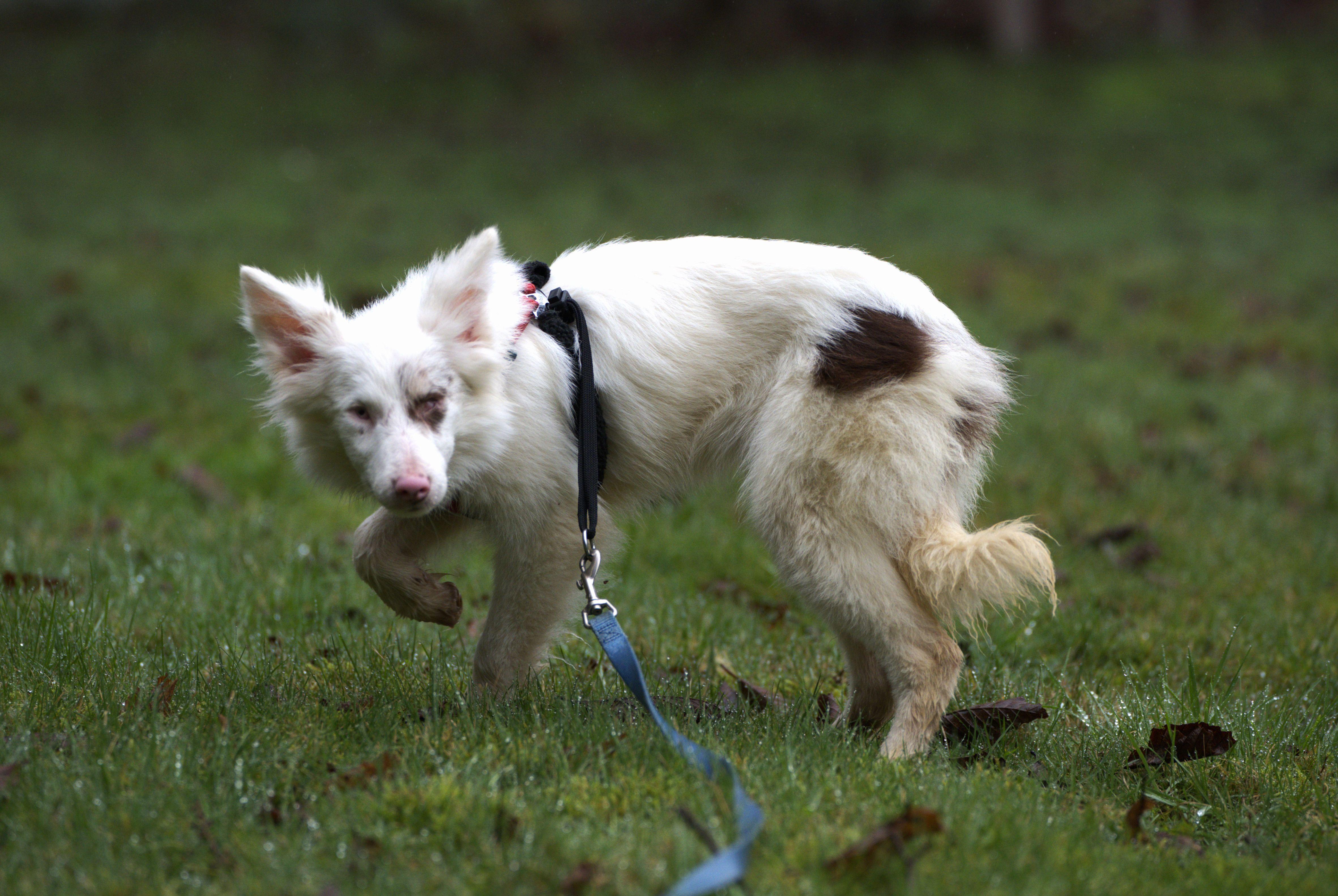 Zuko, a Adoptable Australian Shepherd in Hoquiam, WA image 5/6