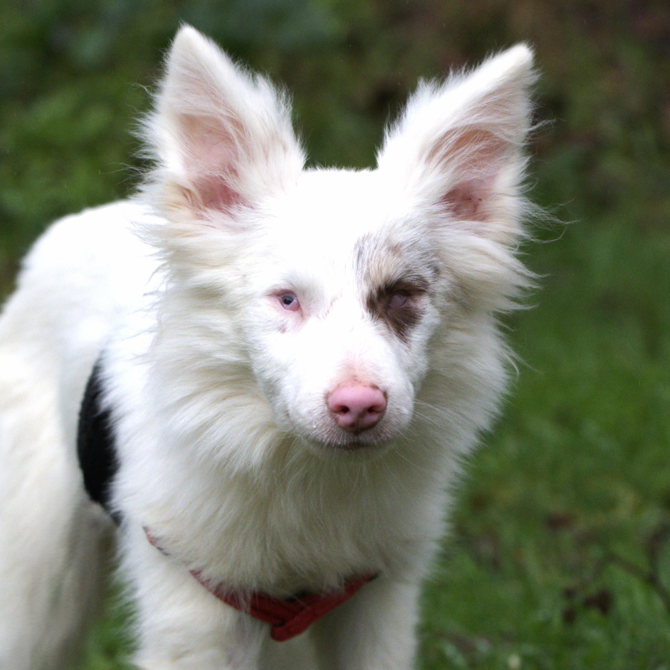 Zuko, Adoptable, Adult Female Australian Shepherd.